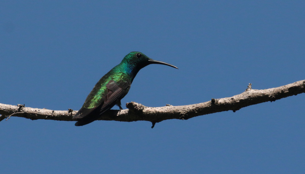 Male Green Maggo